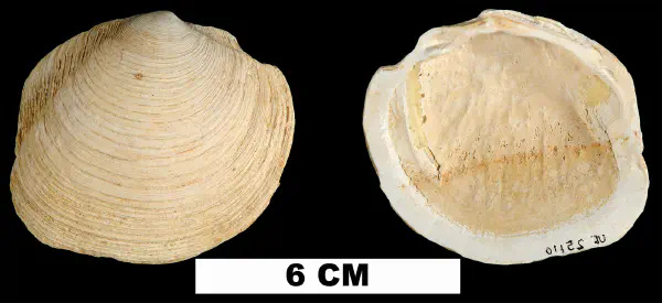 Phacoides pectinatus