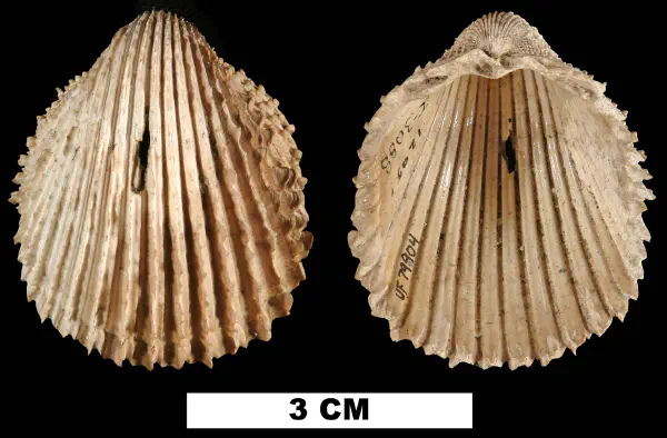 Phlogocardia stiriata