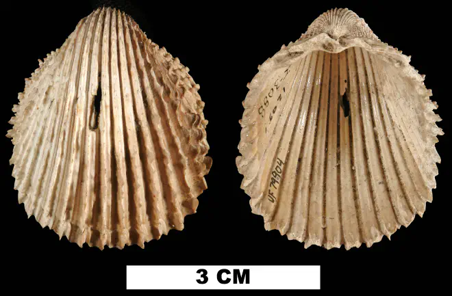 Trachycardium stiriatum leonense from the Late Pliocene Jackson Bluff Fm. of Leon County, Florida (UF 79904).