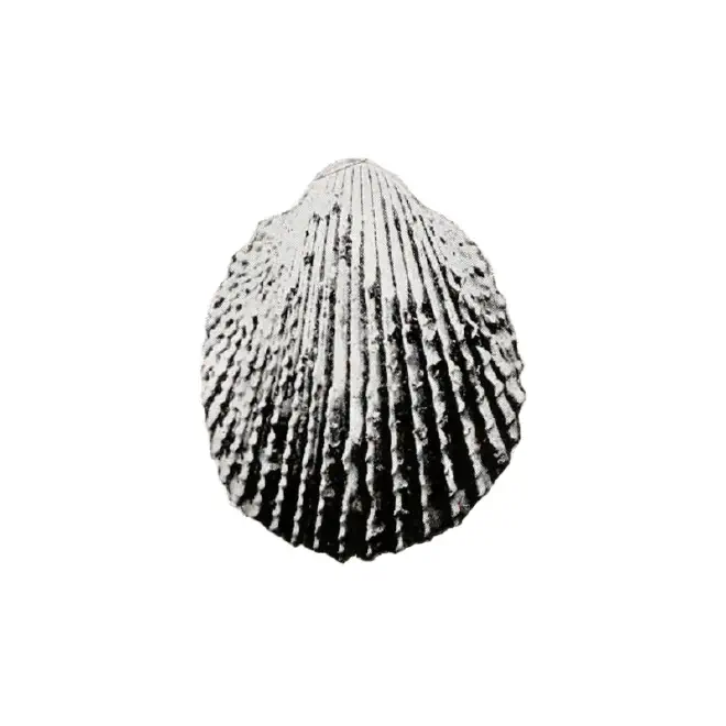 Specimen of Trachycardium stiriatum figured by Brown and Pilsbry (1911, pl. 28, fig. 11).