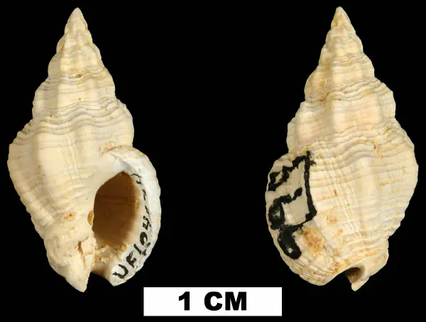 Phos chipolanus