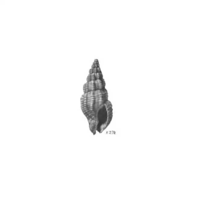 Specimen of Phos glyptus figured by Gardner (1944, pl. 50, fig. 15); 16.0 mm.