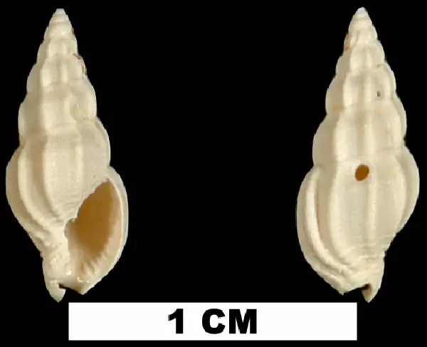 Phos glyptus