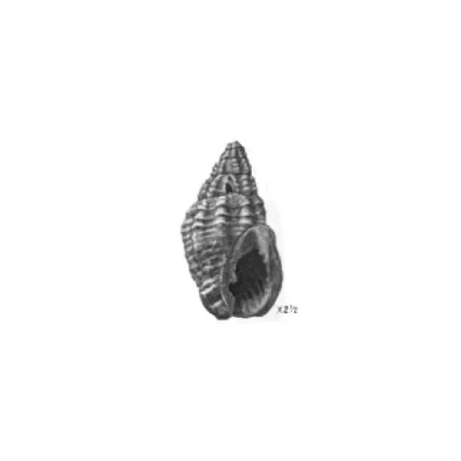 Specimen of Phos pedanus figured by Gardner (1944, pl. 50, fig. 19); 18 mm.