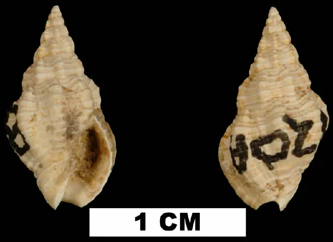 Phos pedanus from the Early Miocene Chipola Fm. of Calhoun County, Florida (UF 121314).