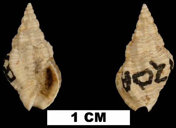 Phos pedanus