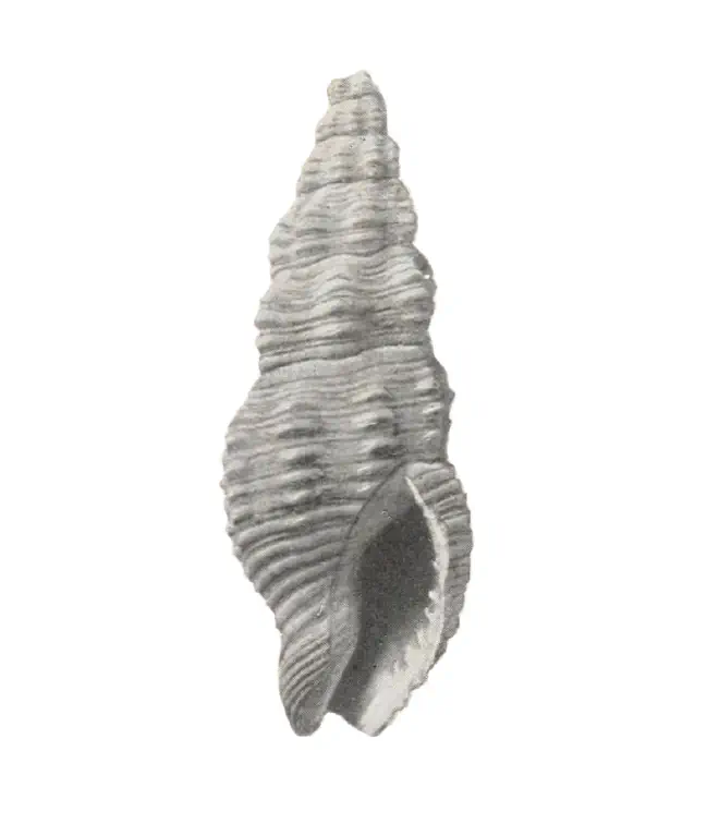 Specimen of Phos sloani figured by Gardner and Aldrich (1919, pl. 1, fig. 10).