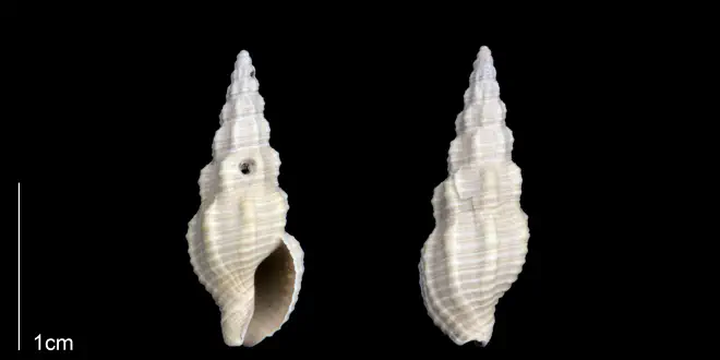 Phos sloani from the Late Pliocene Tamiami Fm. (Pinecrest Beds) of Sarasota County, Florida (PRI 70178).