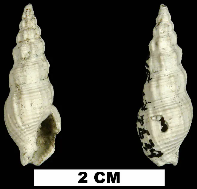 Phos sloani from the Late Pliocene Tamiami Fm. (Pinecrest Beds) of Okeechobee County, Florida (UF 177639).