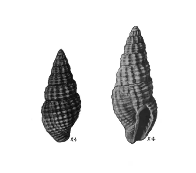 Specimen of Phos vaughani figured by Mansfield (1930, pl. 9, fig. 1 and 8); 10.2 mm and 13.5 mm, respectively.