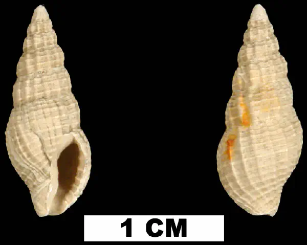Phos vaughani