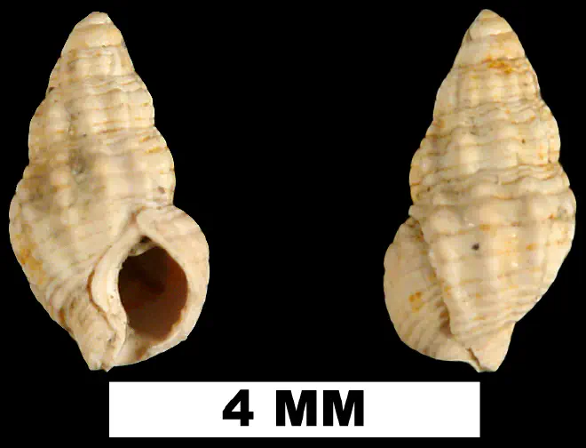 Nassarius cornellianus from the Late Pliocene Duplin Formation of Duplin County, North Carolina (UF 81854).