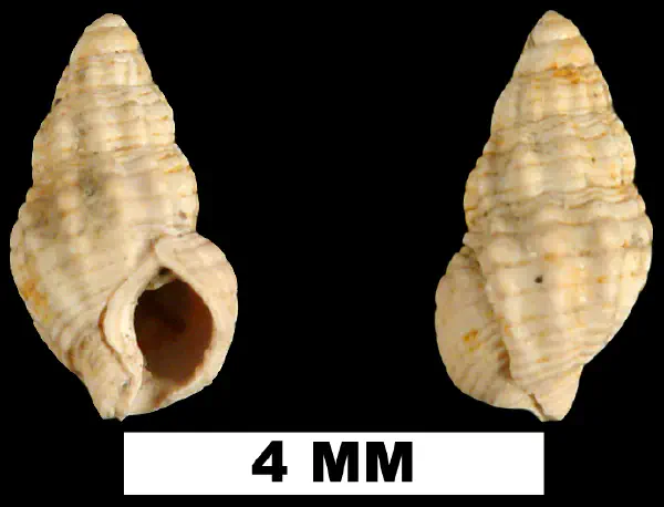 Phrontis cornellianus