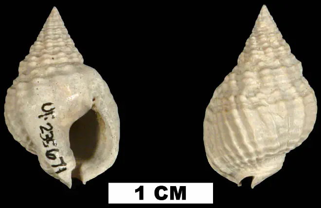 Nassarius vibex from the Middle Pleistocene Bermont Fm. of Collier County, Florida (UF 235671).