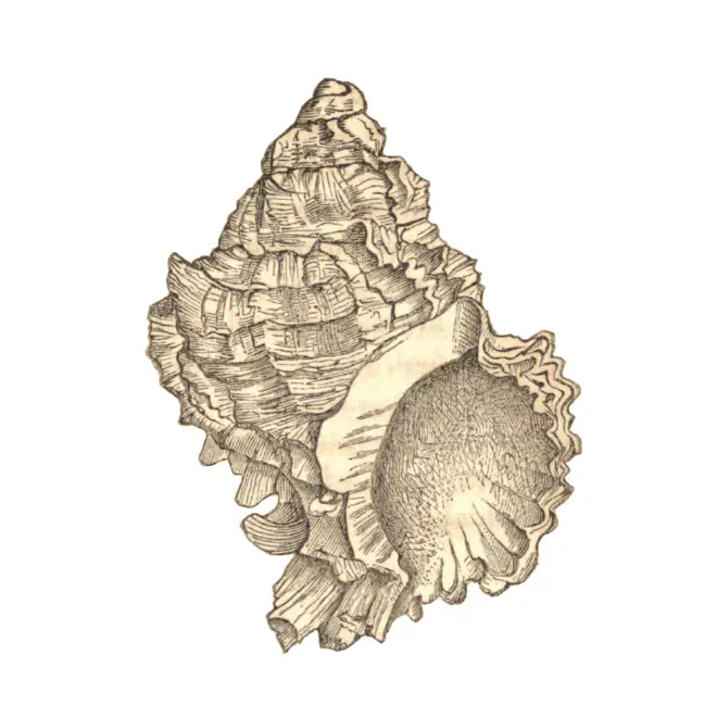 Specimen of Phyllonotus globosus figured by Emmons (1858, fig. 105a).