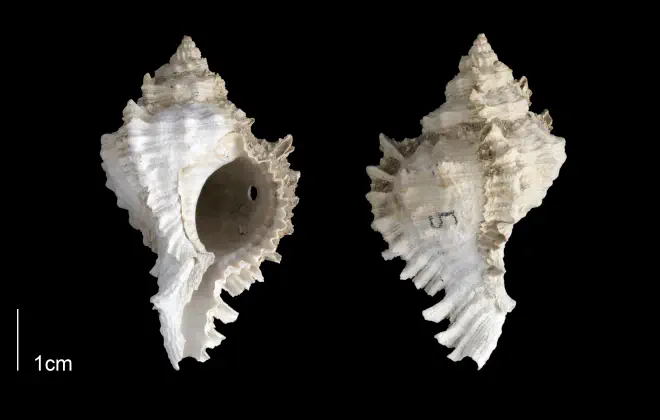 Phyllonotus globosus from the Late Pliocene Tamiami Fm. (Pinecrest Beds) of Sarasota County, Florida (PRI 70138).