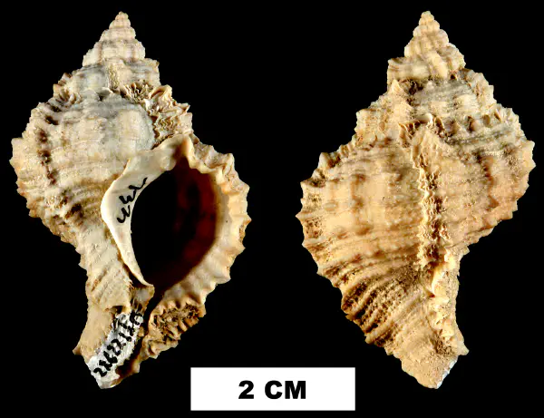 Phyllonotus globosus