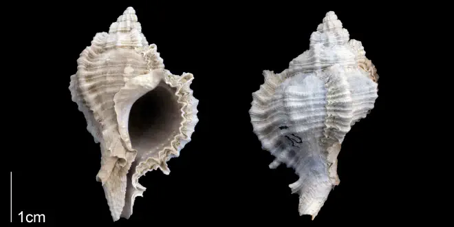 Phyllonotus leonensis from the Late Pliocene Tamiami Fm. (Pinecrest Beds) of Sarasota County, Florida (PRI 70301).