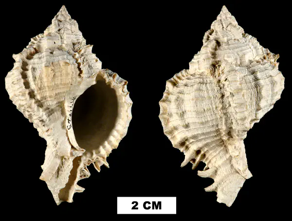 Phyllonotus leonensis