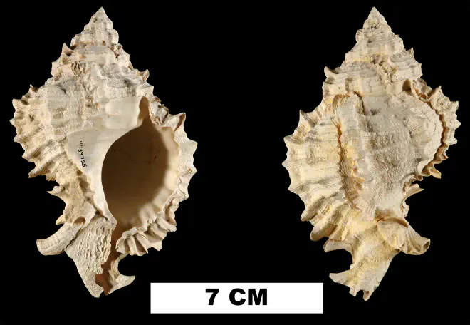 Phyllonotus pomum from the Middle Pleistocene Bermont Fm. of Palm Beach County, Florida (UF 122922).