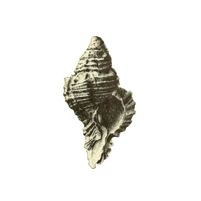Specimen of Phyllonotus pomum figured by Dall (1889, pl. 16, fig. 2); 15.0 mm in length.