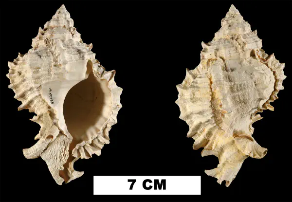 Phyllonotus pomum