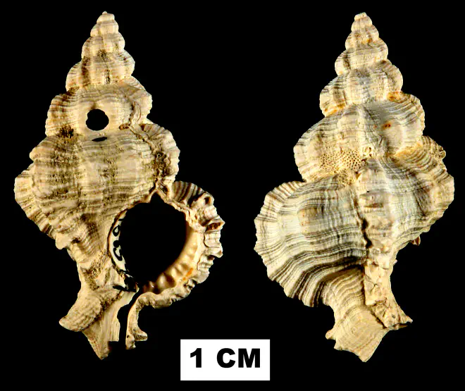 Phyllonotus riparius from the Late Pliocene Tamiami Fm. (Pinecrest Beds) of Sarasota County, Florida (UF 138344).