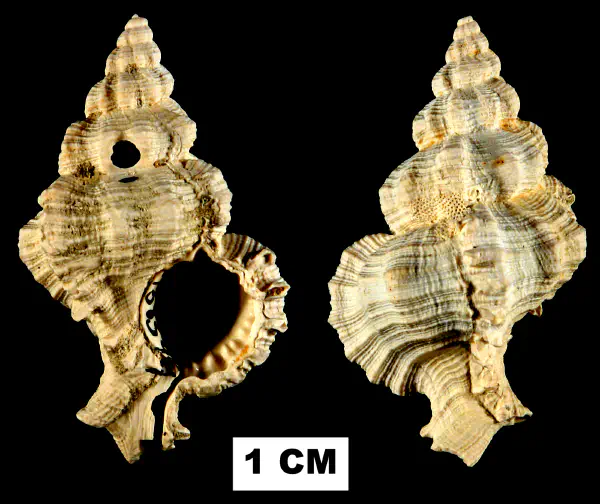 Phyllonotus riparius