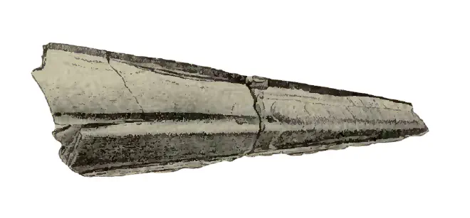 Specimen of Pinna caloosaensis figured by Dall (1898, pl. 26, fig. 4); 120 mm in length.