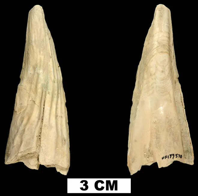 Pinna caloosaensis from the Late Pliocene Tamiami Fm. (Pinecrest Beds) of Sarasota County, Florida (UF 179570)