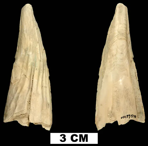 Pinna caloosaensis