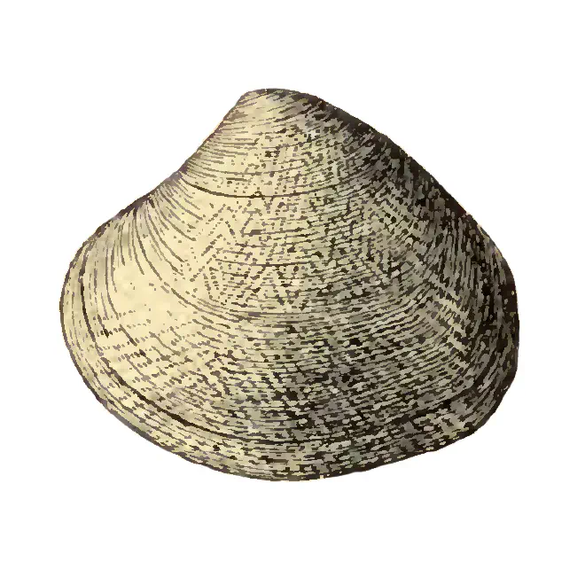 Specimen of Pitar floridana figured by Dall (1903, pl. 54, fig. 10); 30.0 mm in length.