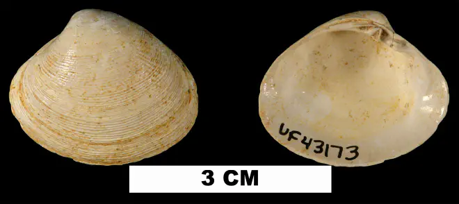 Pitar floridana from the Early Miocene Chipola Fm. of Calhoun County, Florida (UF 43173).