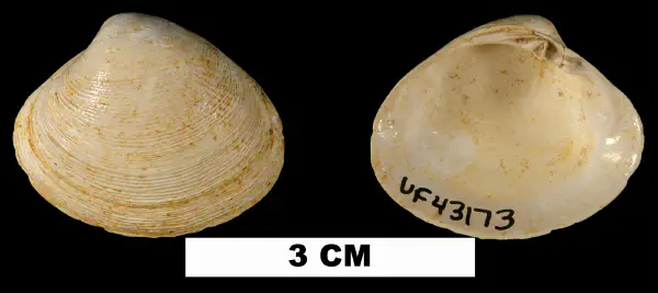Pitar floridana