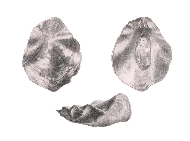 Specimen of Placunanomia plicata figured by Tuomey and Holmes (1857, pl. 6, fig. 4-6).