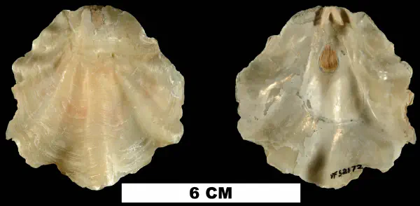 Placunanomia plicata