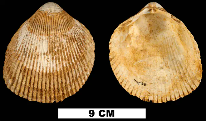 Planicardium acutilaqueatum from the Late Pliocene Yorktown Fm. of Isle of Wight County, Virginia (UF 187936).