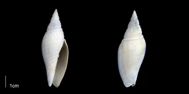 Pleioptygma lineolata from the Late Pliocene Tamiami Fm. (Pinecrest Beds) of Sarasota County, Florida (PRI 70057).