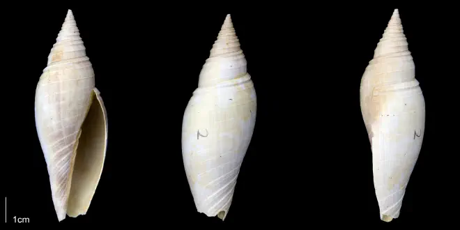 Pleioptygma lineolata from the Late Pliocene Tamiami Fm. (Pinecrest Beds) of Sarasota County, Florida (PRI 70132).
