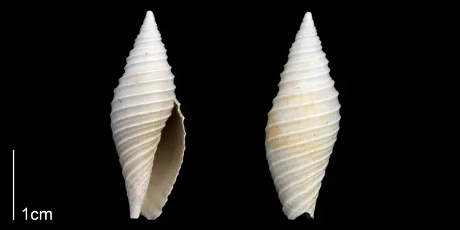 Likely a juvenile Pleioptygma lineolata; specimen is from the Late Pliocene Tamiami Fm. (Pinecrest Beds) of Sarasota County, Florida (PRI 70302).