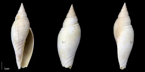 Pleioptygma lineolata