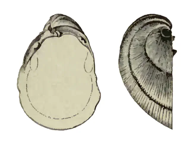 Specimen of Pleurolucina amabilis figured by Dall (1898, pl. 25, fig. 9 and 9a); 15.5 mm in length.