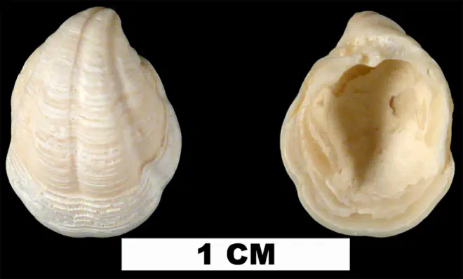 Pleurolucina amabilis from the Late Pliocene Tamiami Fm. (Pinecrest Beds) of Sarasota County, Florida (UF 146721).