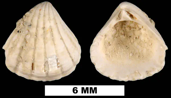 Pleuromeris auroraensis