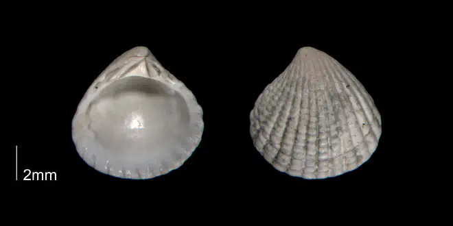 Pleuromeris decemcostata from the Early Pleistocene Waccamaw Fm. of Brunswick County, North Carolina (PRI 70402-1).