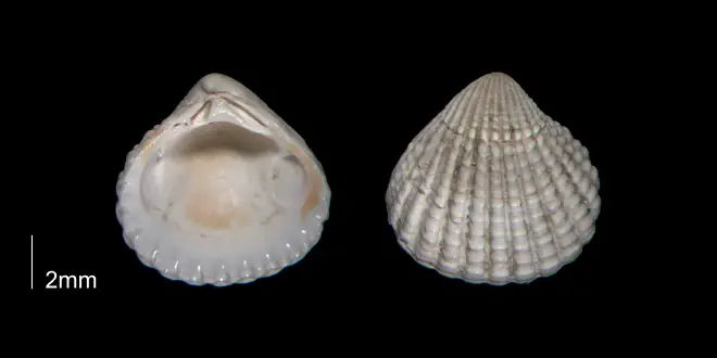 Pleuromeris decemcostata from the Early Pleistocene Waccamaw Fm. of Brunswick County, North Carolina (PRI 70402-2).