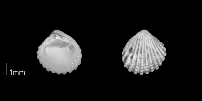Pleuromeris decemcostata from the Early Pleistocene Waccamaw Fm. of Brunswick County, North Carolina (PRI 70406-1).