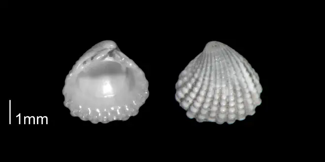 Pleuromeris decemcostata from the Early Pleistocene Waccamaw Fm. of Brunswick County, North Carolina (PRI 70406-2).