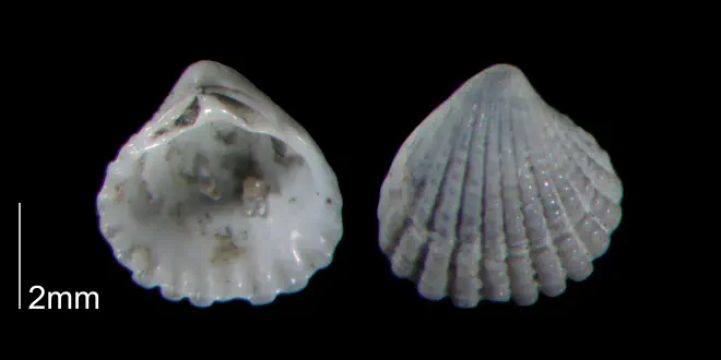 Pleuromeris decemcostata from the Early Pleistocene Waccamaw Fm. of Brunswick County, North Carolina (PRI 70445-1).