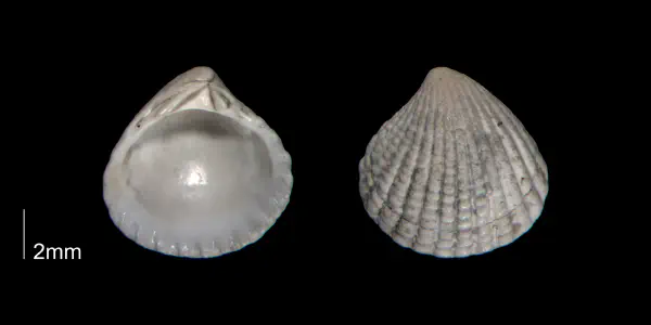 Pleuromeris decemcostata